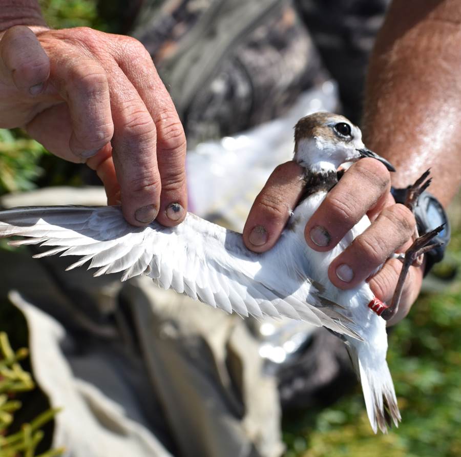Spend a Day With a Field Biologist Shorebird monitoring Gulf Coast