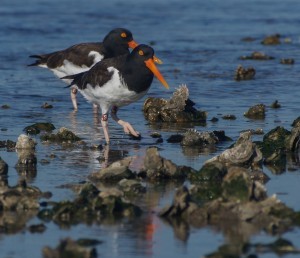 American Oystercatcher (photo © Alan Wilde)