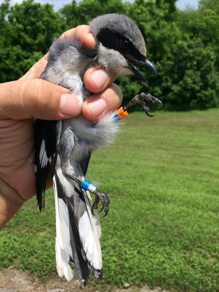 Loggerhead Shrike Study Gulf Coast Bird Observatory