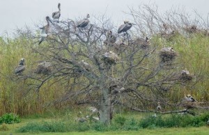 BRPE nesting in trees
