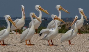 white pelicans