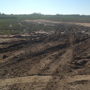 tracks in mud