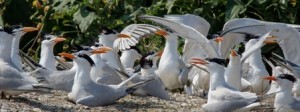 Royal Terns