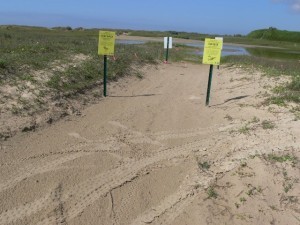 road through nest