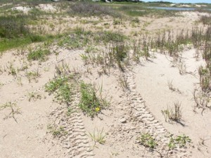 ATV tracks in sand