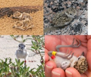 chick collage