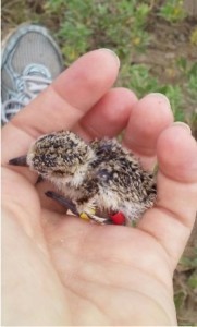 chick in hand