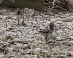 chicks