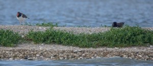 unbanded pair incubating