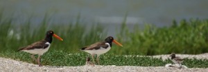 unbanded pair with chicks