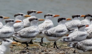 terns on Jigsaw