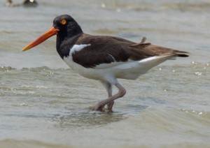 unbanded bird giving me the evil eye