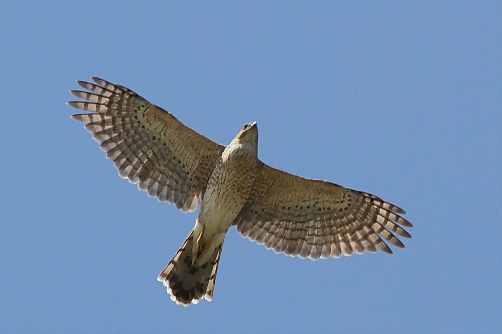 Smith Point Hawk Watch 9316 233 Raptors Gulf Coast Bird Observatory 