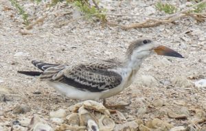 skimmer chick