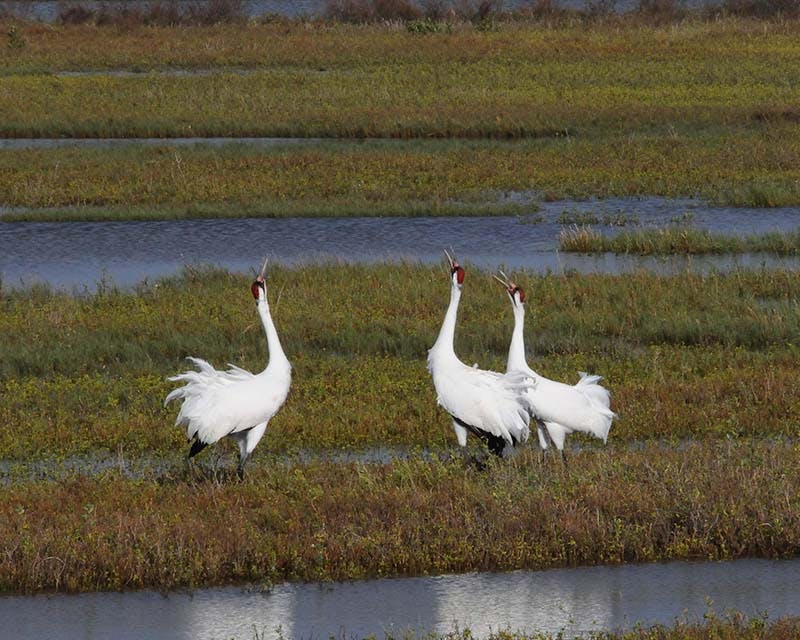 whooping crane boat tours birding