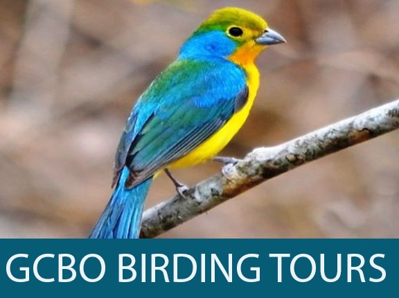 Birding Tours