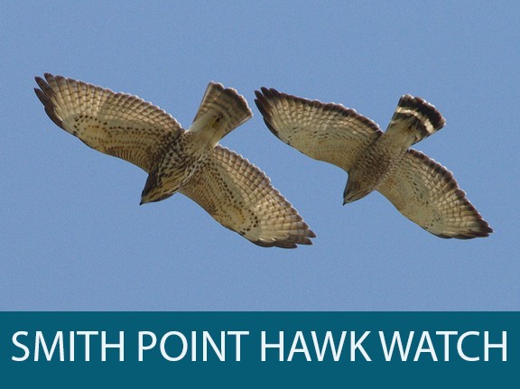 Hawk Watch