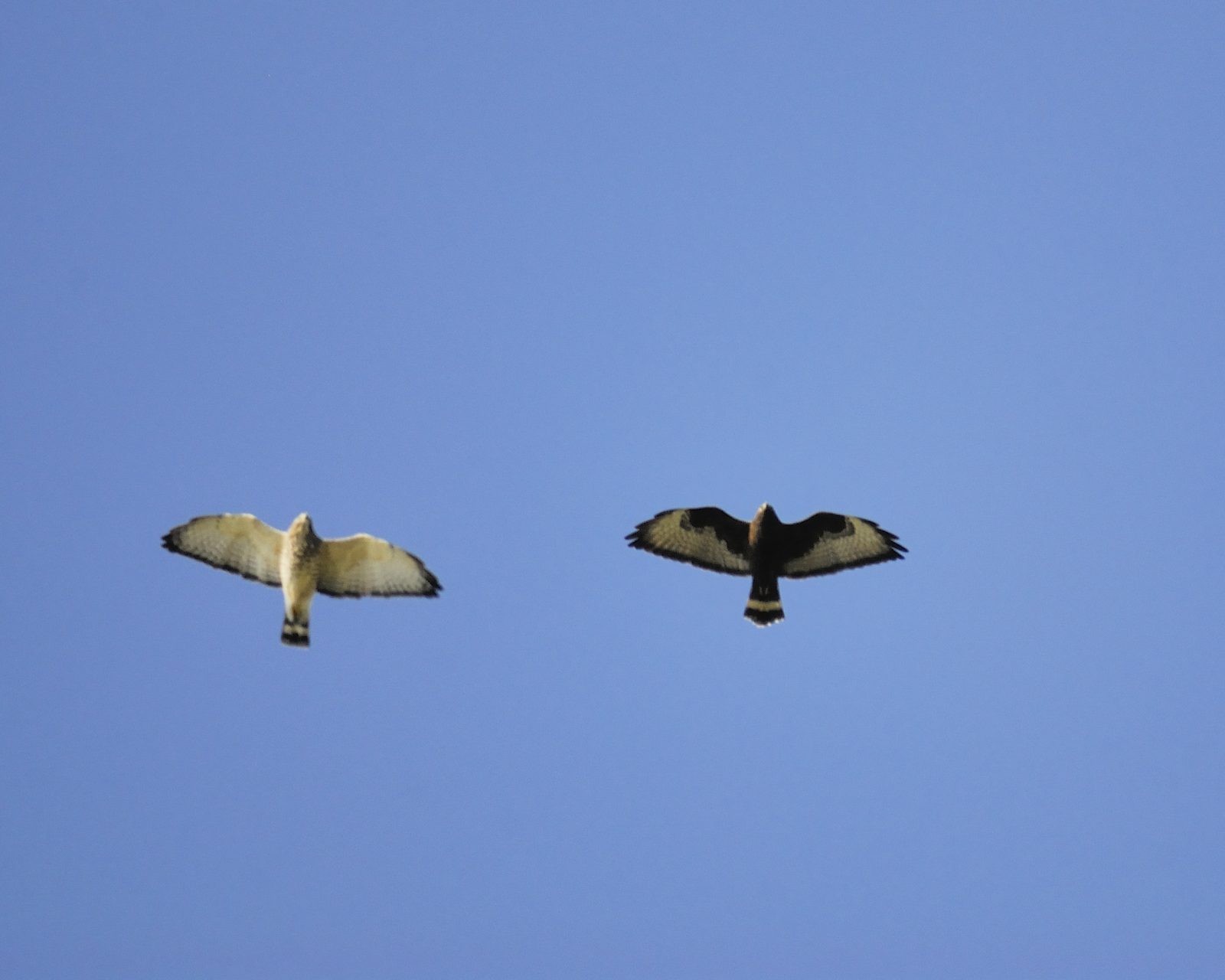 Smith Point Hawk Watch 10/26/18 (991 raptors) | Gulf Coast Bird Observatory