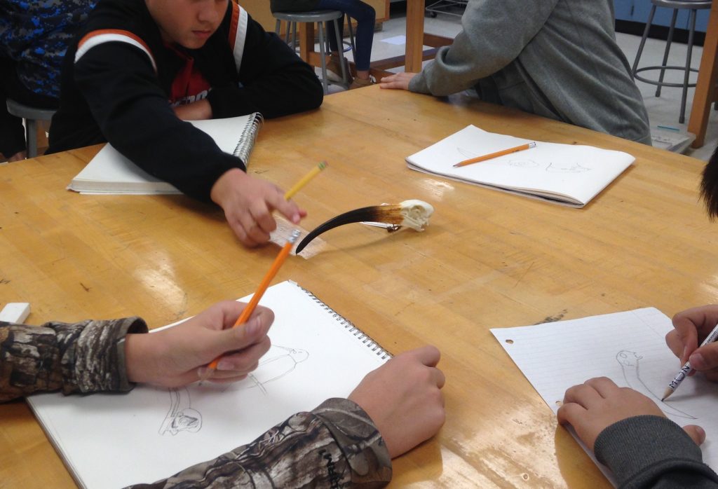Students studying a bird skull