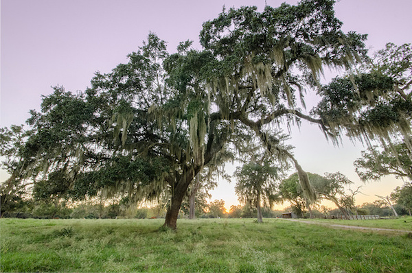 Nature Conservancy's Brazos Woods Preserve