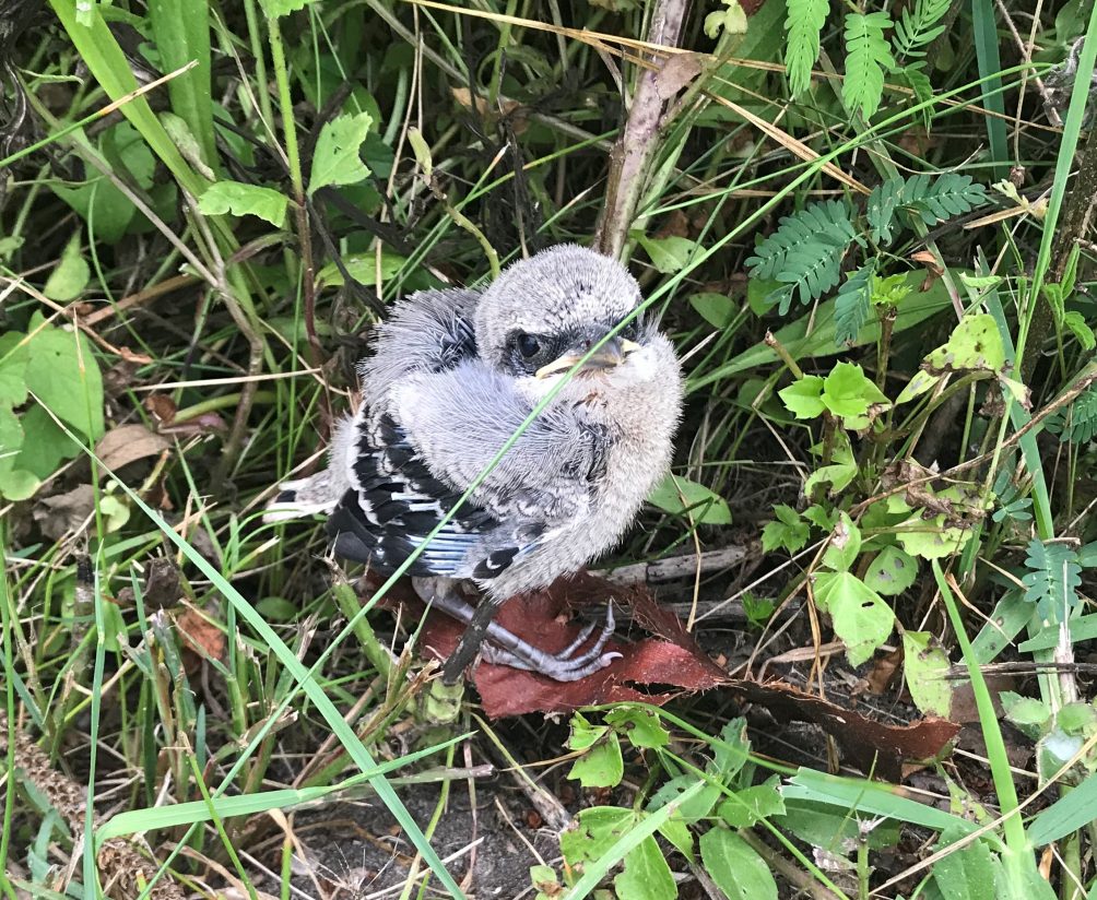 baby Northern Shrike