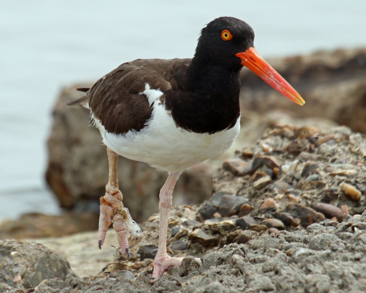 Nature Notes: The Hazards of Fishing Line - Gulf Coast Bird