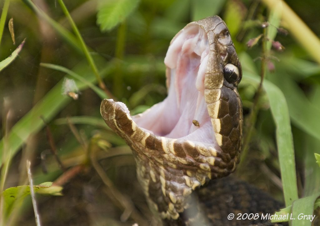 water moccasin