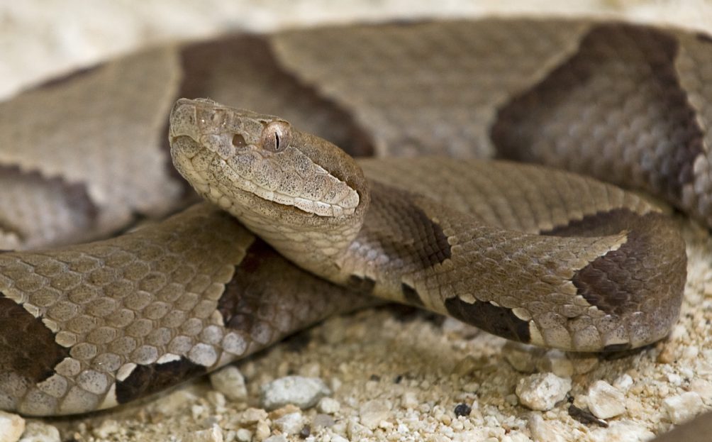 copperhead snake