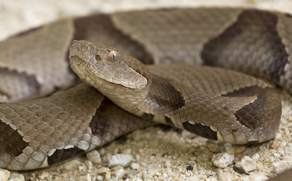 copperhead snake