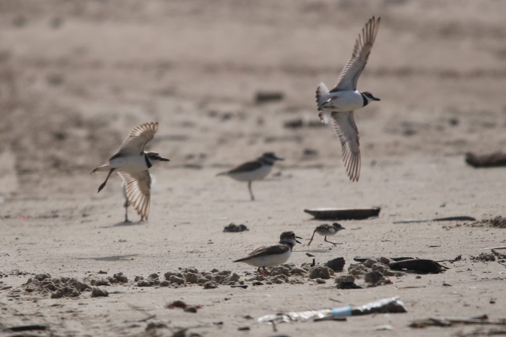 wilson's plovers