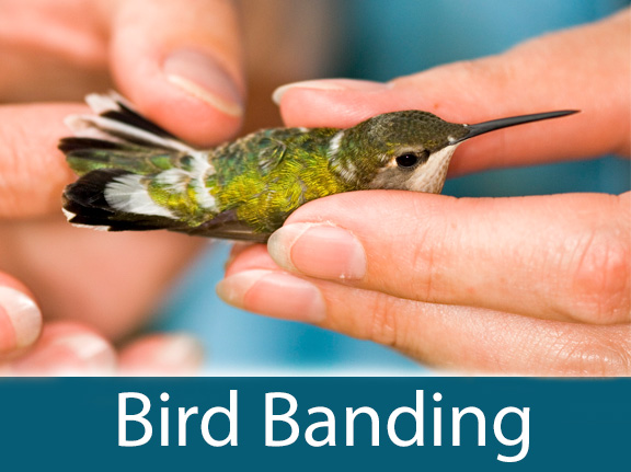 Bird Banding