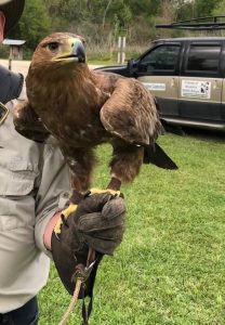 hawk perches on gloved hand