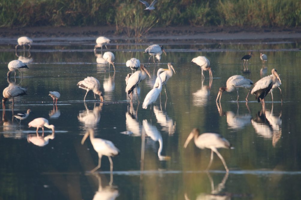 wood storks in crawfish ponds