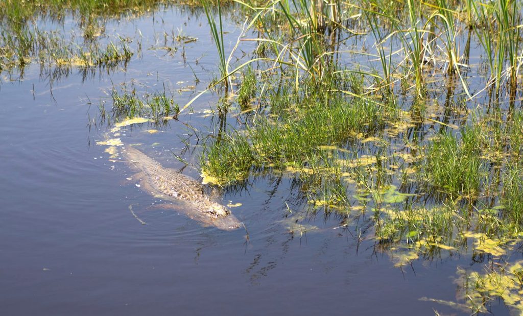 an alligator swims in a pond with green algae