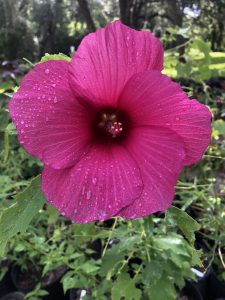 Lufkin Red Hibiscus: red flower with five round, overlapping petals