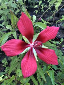 texas star hibiscus: five petal, star-shaped red flower