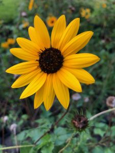 beach sunflower