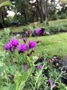 missouri ironweek purple flowers