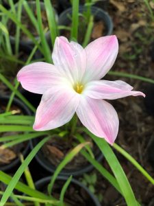 pink rain lily, 5 petaled pink flower