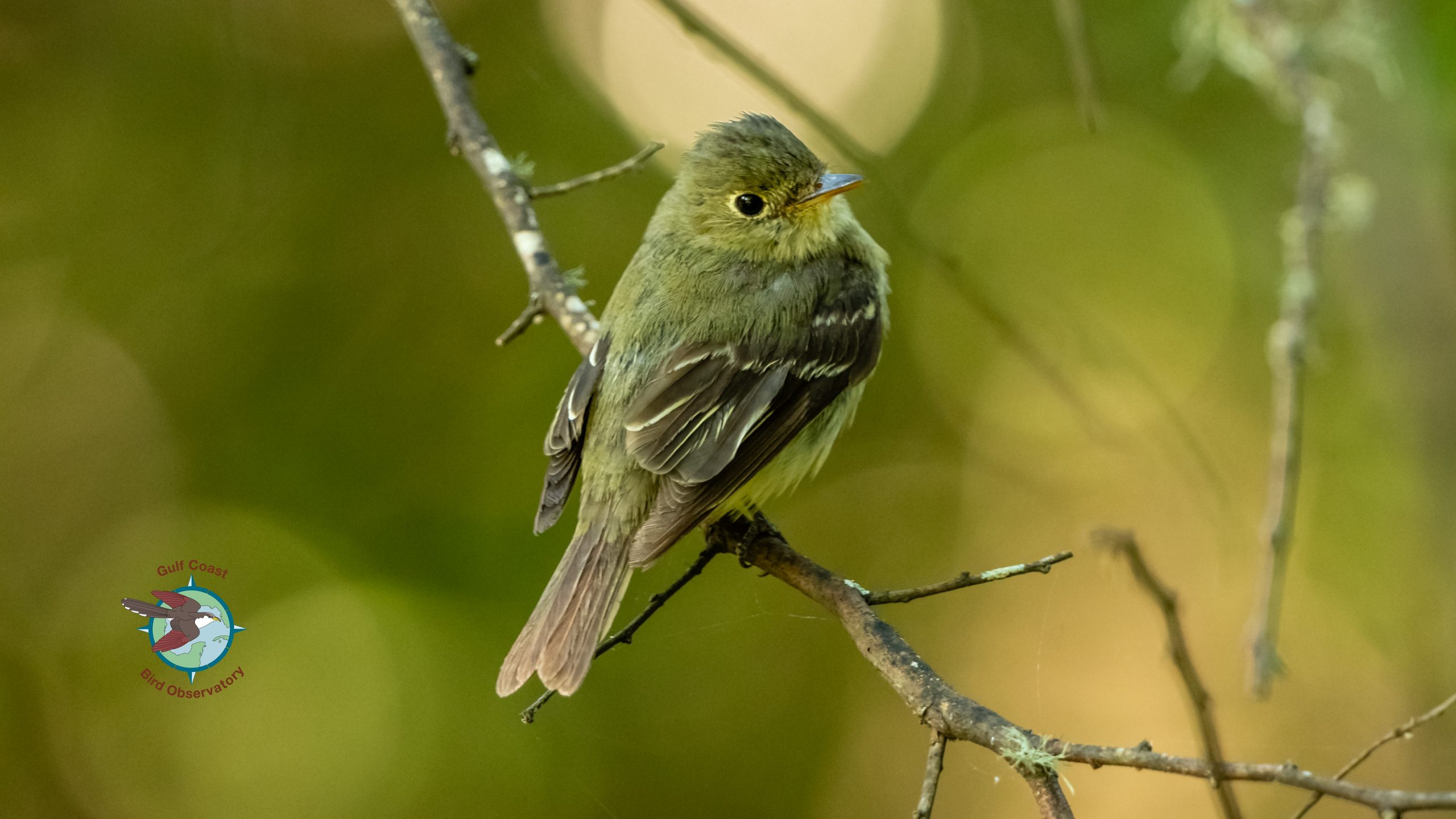 GCBO September Bird of the Month Yellow bellied Flycatcher