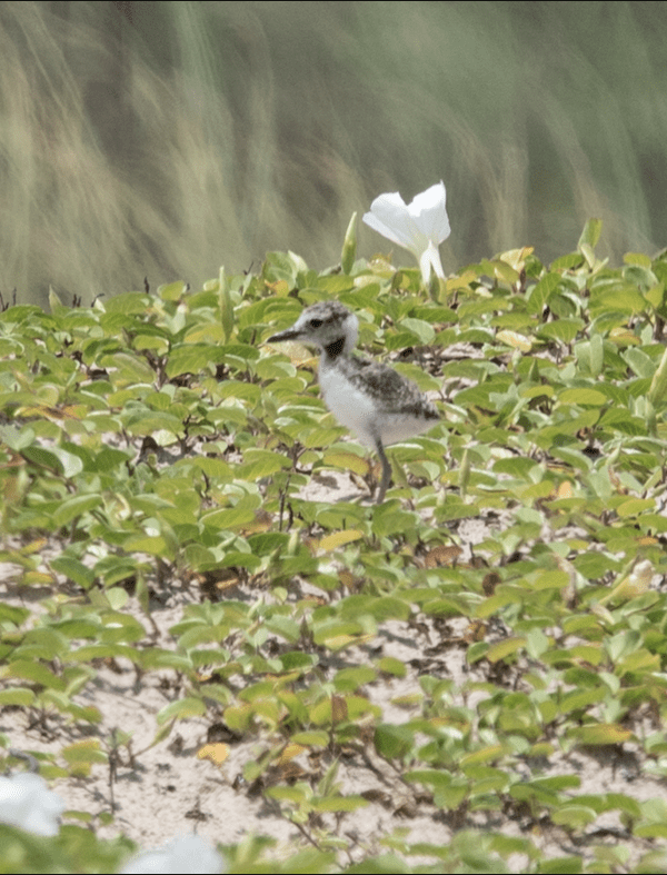 Ares,Shrike Chick
