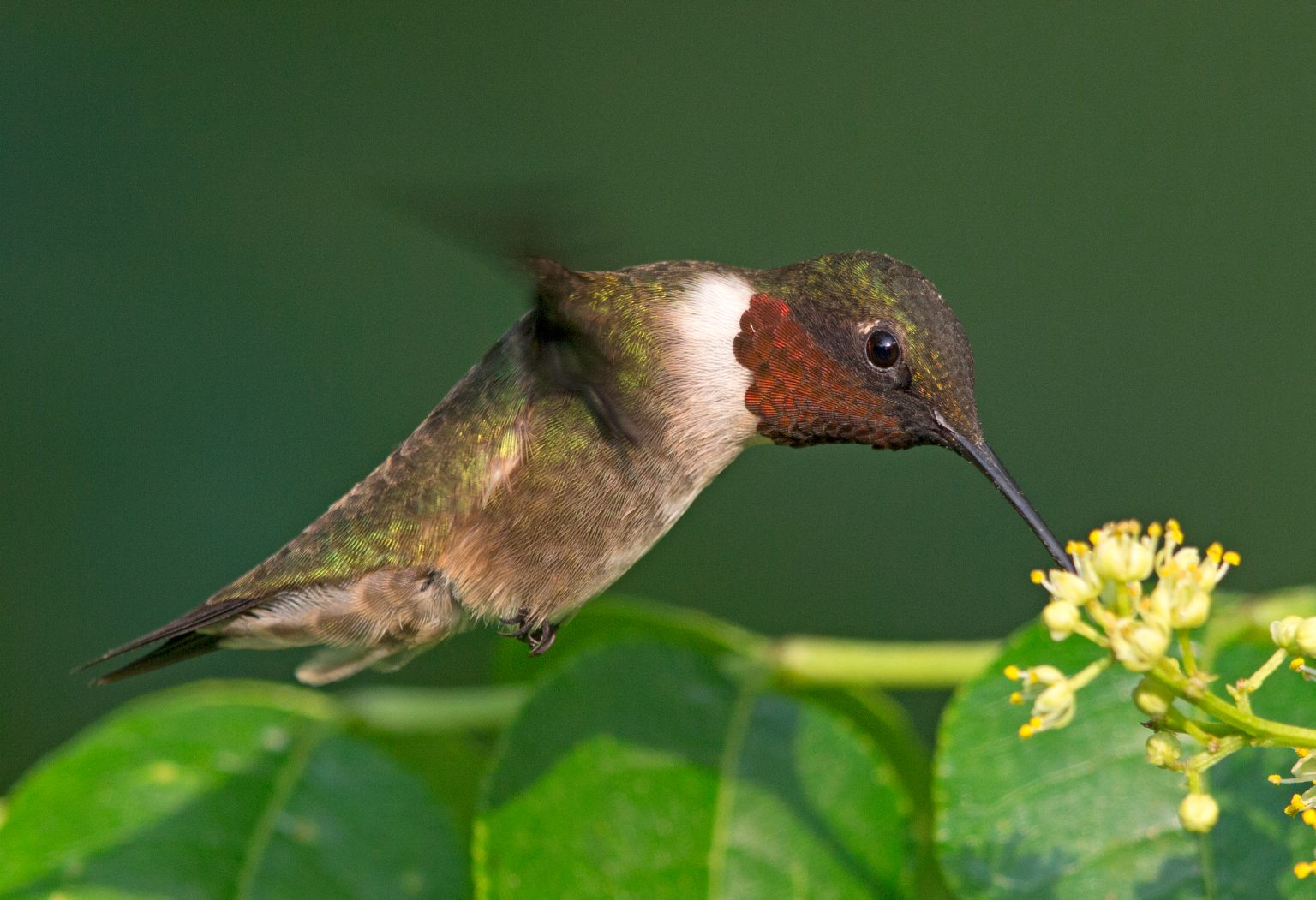 Quintana Neotropical Bird Sanctuary | Gulf Coast Bird Observatory