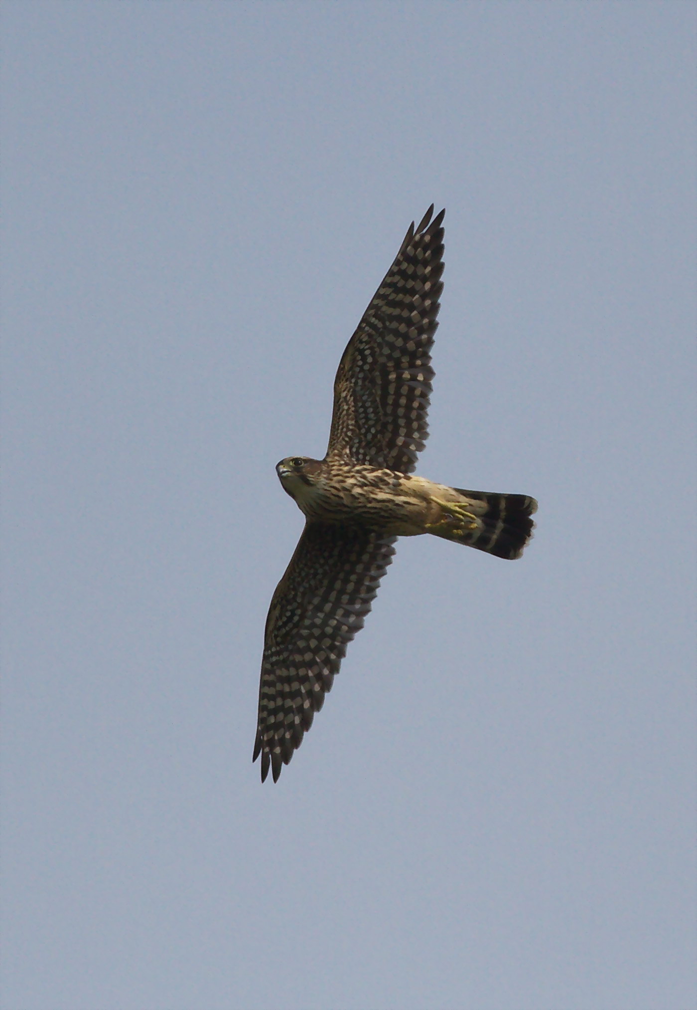 Smith Point Hawk Watch 10/14/20 (949 raptors) | Gulf Coast Bird Observatory