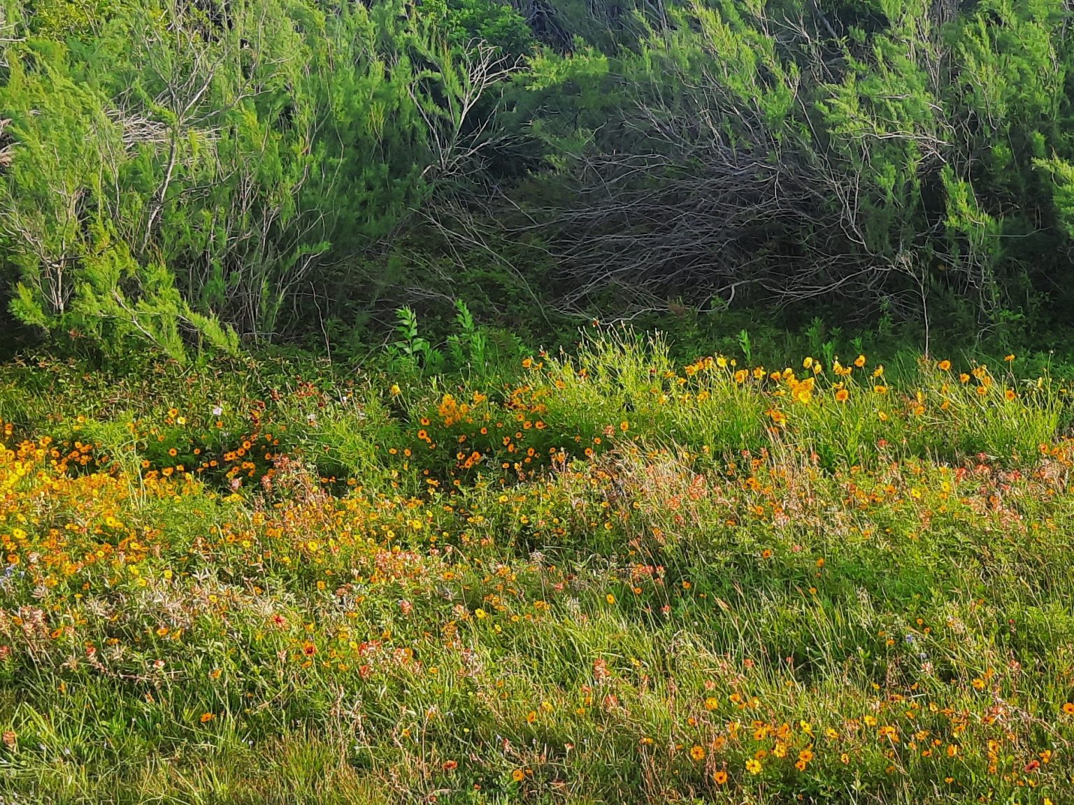 Quintana Neotropical Bird Sanctuary | Gulf Coast Bird Observatory